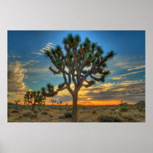 Poster Sunrise Du Parc National Joshua Tree