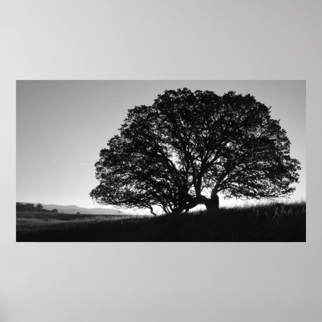 Poster Sunrise Oak Tree Californie (Devant)