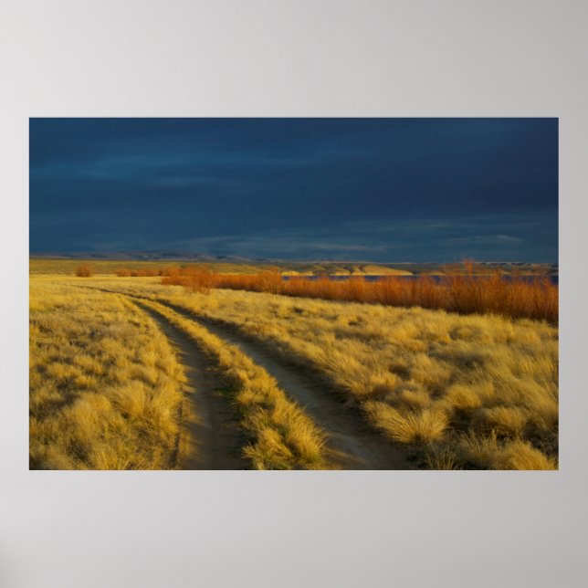 Poster Sunset highlights the red bark of bushes (Devant)