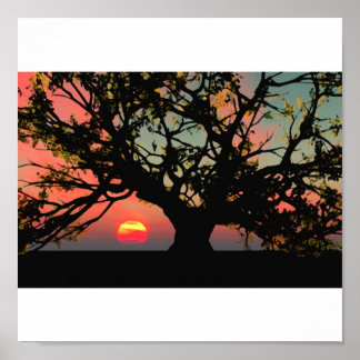 Poster Sunset Oak Tree
