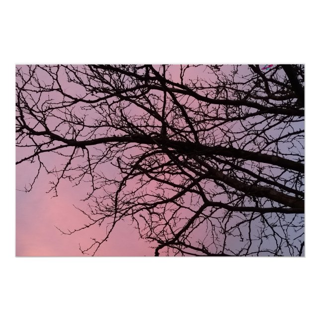 Poster Sunset Tree Branches Photograph Planetm13 (Devant)