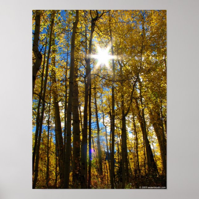 Poster Sunstar (Devant)