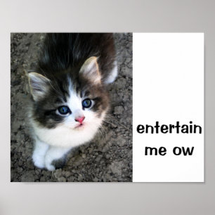Poster SUPER CUTE Kitten Personnalisable