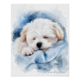 Poster Super mignon ange couchant chiot maltais chien 004