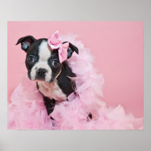 Poster Super mignon Boston Terrier Chiot Portant Un Boa