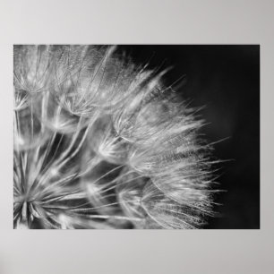 Poster Superbe boume de pustère en noir et blanc
