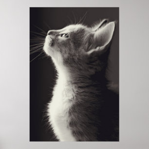 Poster Superbe jeune chaton vue latérale portrait regarda