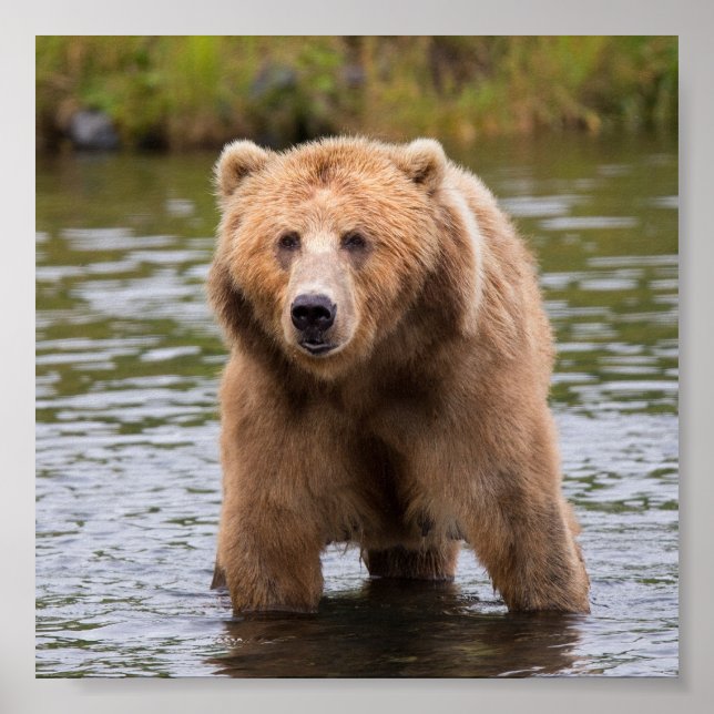 Poster Superbe ours kodiak brun (Devant)
