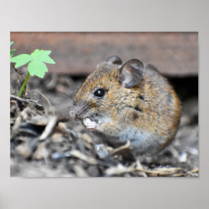 Poster Superbe petite souris en bois