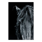 Superbe portrait de cheval noir