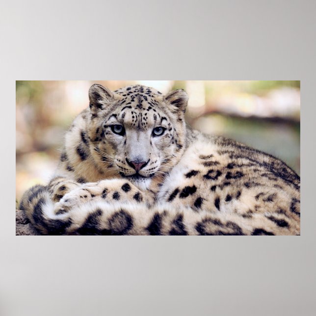 Poster Superbe portrait de léopard des neiges (Devant)