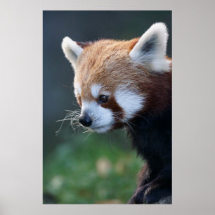 Poster Superbe portrait de panda rouge
