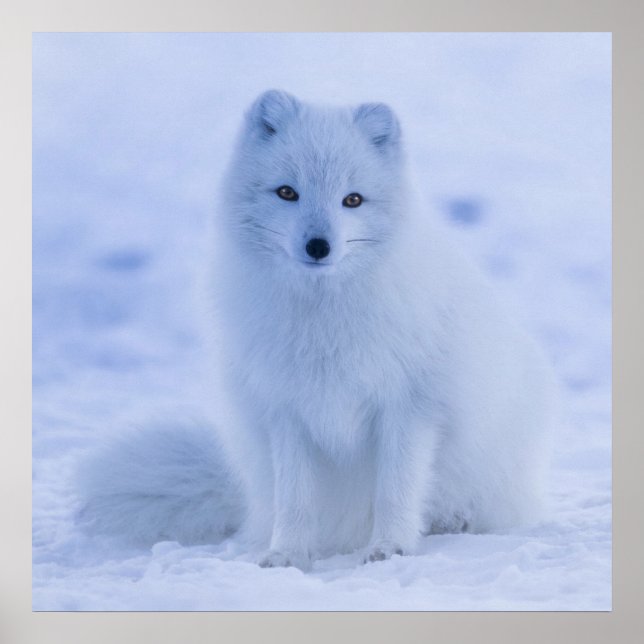 Poster Superbe renard arctique (Devant)