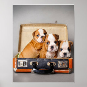 Poster Superbes chiots Bulldog   AMOUREUX DES CHIENS