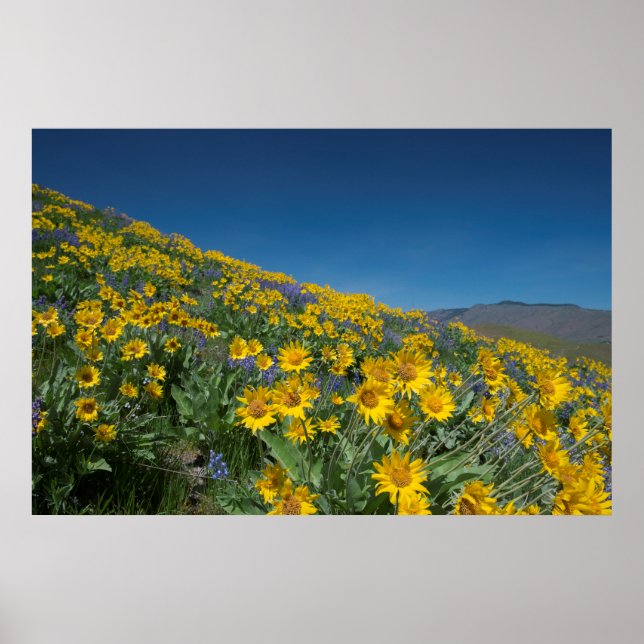 Poster Superfleur du désert (Devant)