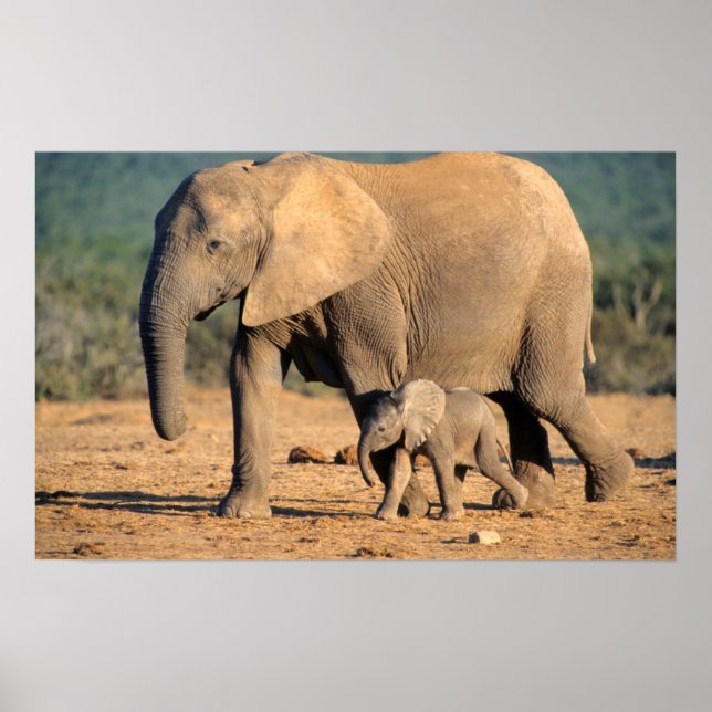 Poster Sur African Elephant mother and calf on the move (Devant)