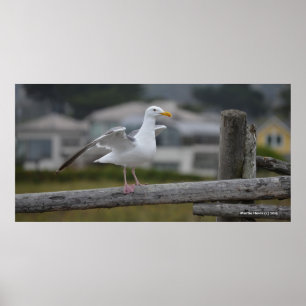 Poster Sur la clôture II - Poster/Imprimer