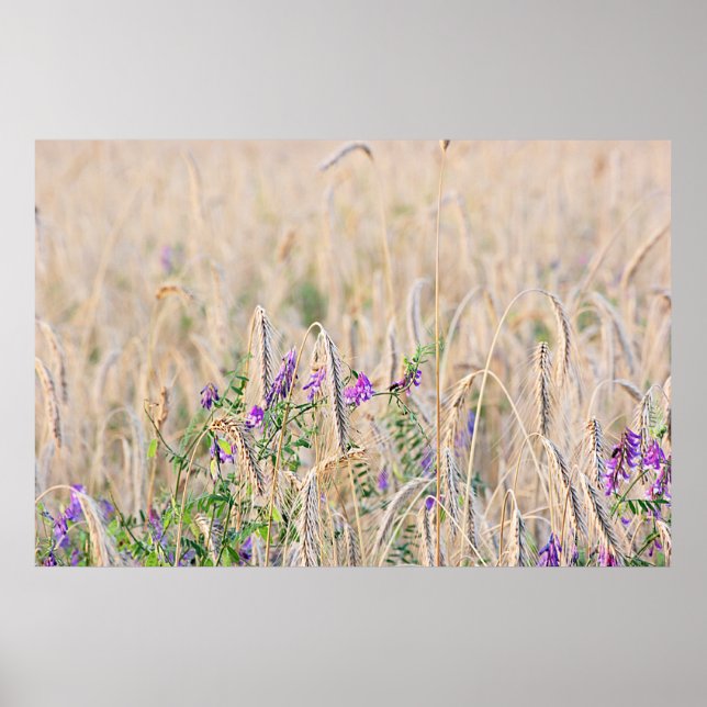 Poster sur la culture du grain (Devant)