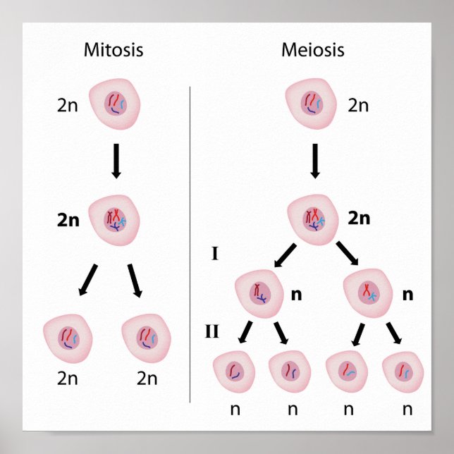 Poster sur la Mitose contre la méiose (Devant)