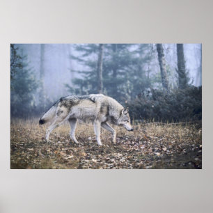 Poster Sur l'affiche du loup de bois