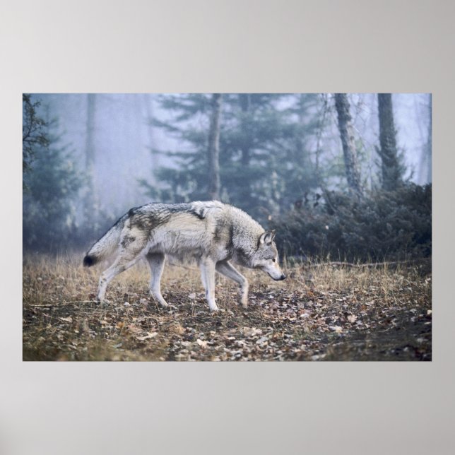 Poster Sur l'affiche du loup de bois (Devant)