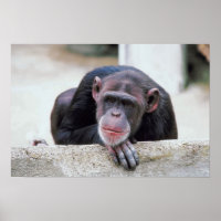 Poster sur le chimpanzé