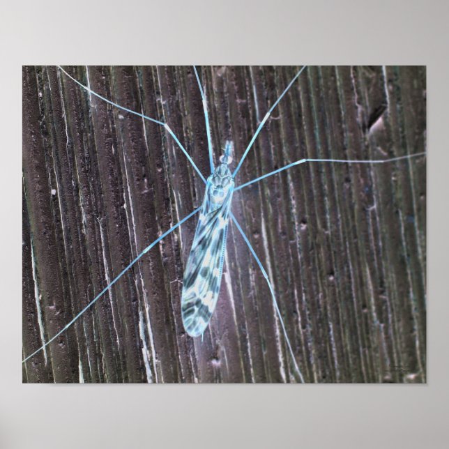 Poster sur le mur (Devant)