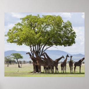 Poster Sur le parc national du safari   Mikumi, la