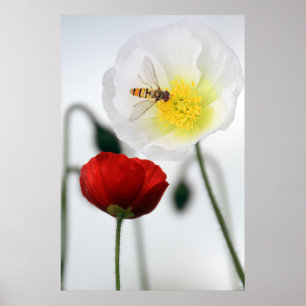 Poster sur le pavot