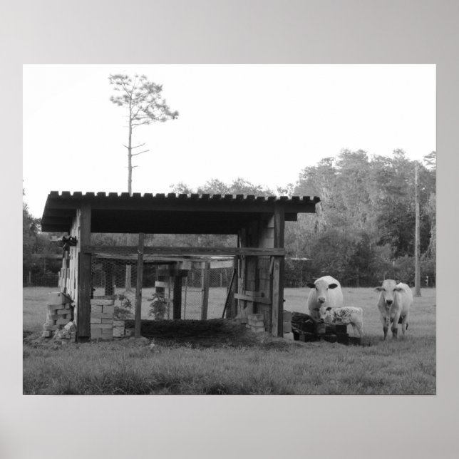 Poster Sur le Ranch - - Vaches - Noir et Blanc (Devant)
