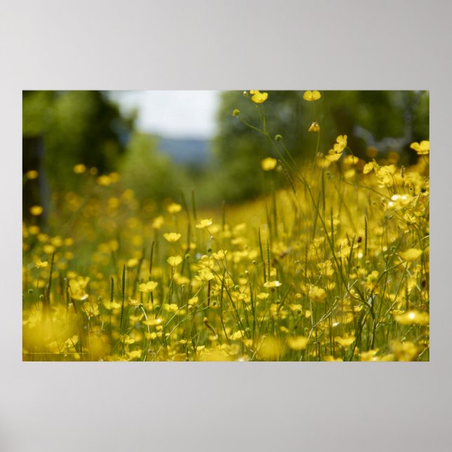 Poster sur le terrain de fleurs jaunes (Devant)