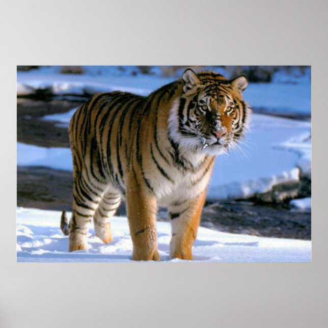 Poster sur le tigre Aimant la neige (Devant)