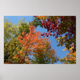 Poster Sur les dessus d'arbre