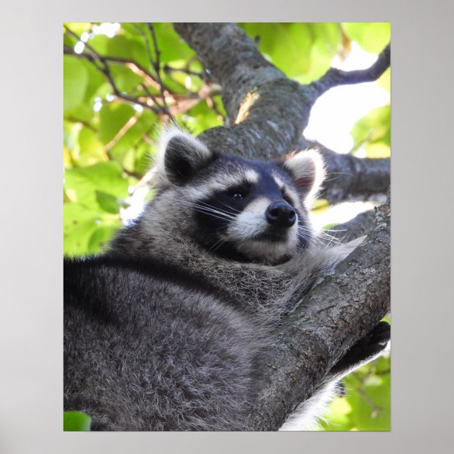Poster sur Raccoon (Devant)