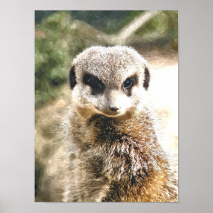 POSTER SURICATE