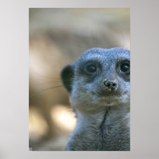 Poster Suricate drôle (Devant)