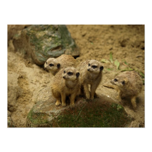 Poster Suricates, meercat  (Devant)