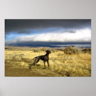 Poster Surprise bleue de Weimaraner