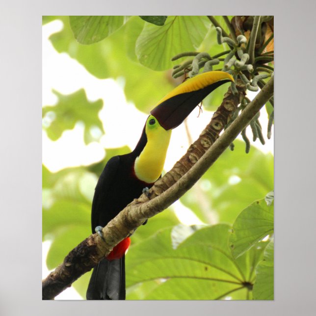 Poster Swainson Toucan (Devant)