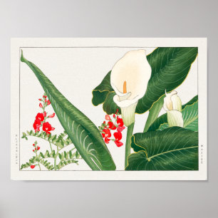 Poster Swainsona galegifolia, Calla lily, Tanigami Konan