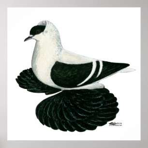 Poster Swallow Pigeon Saxon Black White Bar