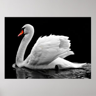 Poster Swan