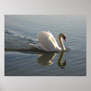 Poster Swan