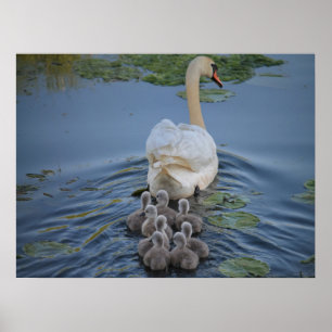 Poster Swan