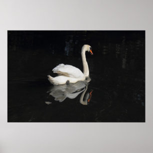 Poster Swan