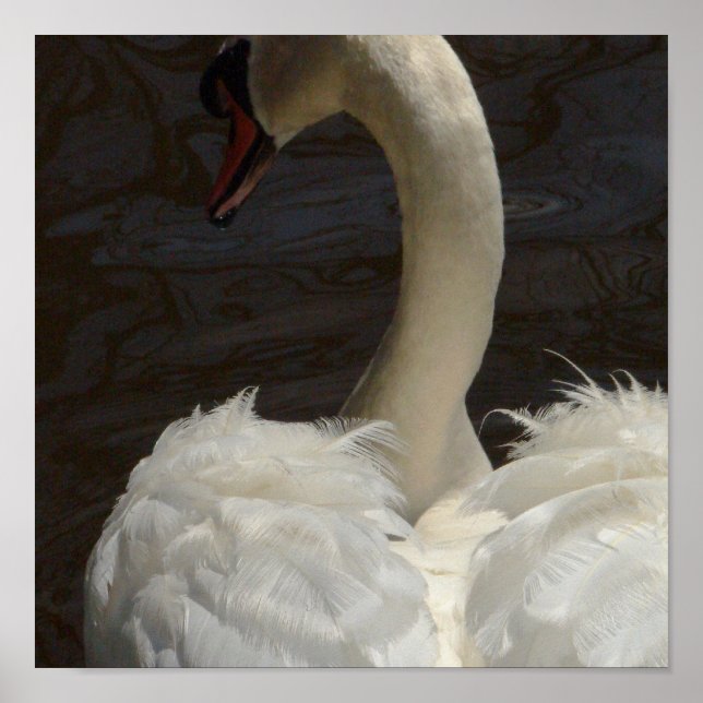 Poster Swan (Devant)