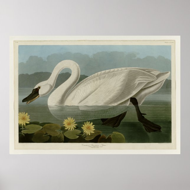 Poster Swan commun d'Amérique (Devant)