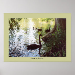 Poster Swan dans l'ombre