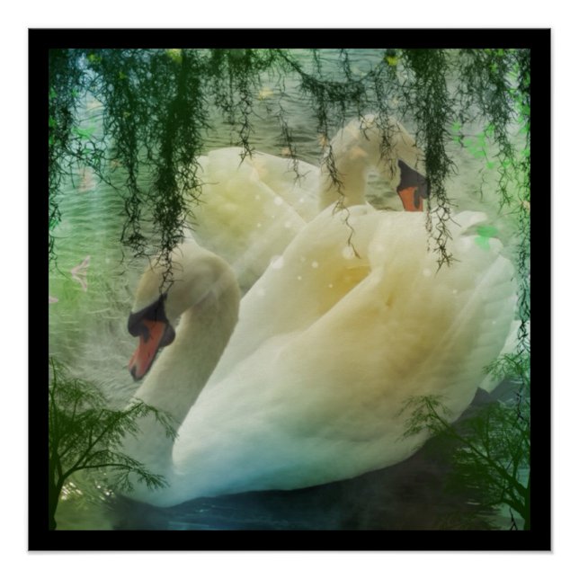 Poster Swan de printemps romantique Lac Cygne blanc (Devant)