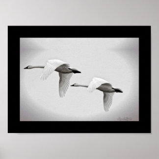 Poster Swan Duo